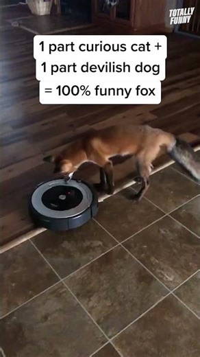 Fox Vs Roomba #wildlife #shorts #funnyvideo