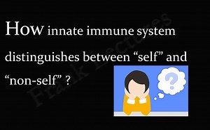 【免疫补充】Toll like receptors, PAMPs and PRRs (FL-Immuno_09)