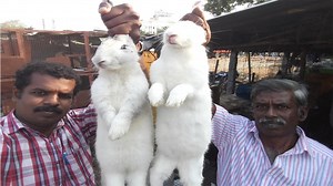 182K views · 4.2K reactions | Cooking Farm Rabbit Fry #FoodMoneyFood | Village Food Factory | Facebook