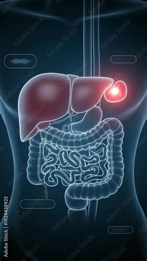 Engaging medical animation video displays human digestive system organs with a red highlighted liver and glowing gallbladder, illustrating a health concern.