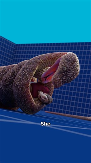 She Was Swallowed By A Python 😱