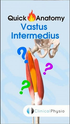 Vastus Intermedius #physiotherapy #physicaltherapy #muscleanatomy #quads #quadriceps