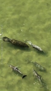 39K views · 718 reactions | Manatee hanging out with a pod of Dolphins. Dolphins can move faster, but Manatees and dolphins have about the same "cruising" speed. #nature #Awesome #tbt #animals #wildlife #tampa #ocean #sea #kayaking #tampabay #florida #Amazing #explore #natgeo National Geographic | See Through Canoe | Facebook