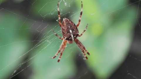 clip-3990639525-video-large-orb-weaver-spider-araneus-diadematus-sitting