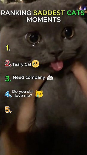 Top Saddest Cat Clips That’ll Break Your Heart 💔 #shorts
