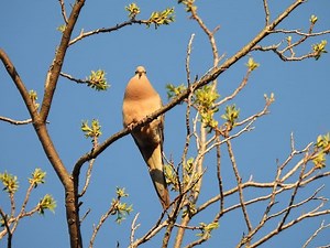 Mourning Dove cooing (unmated male perch-coo)