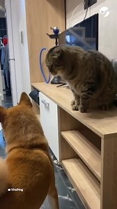 La increíble pelea entre un perro y un gato 😅 | Clarín