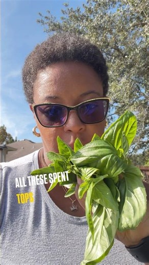 My basil is bolting - tell me what to do