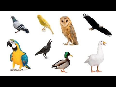 English Vocabulary - TYPES OF BIRDS