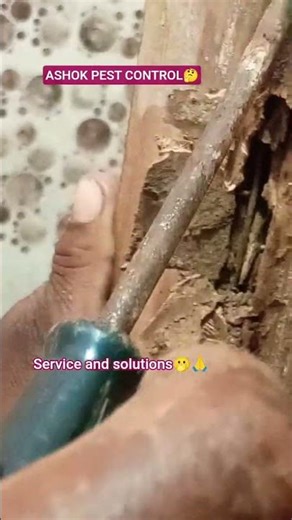 #termite#wood #eating #home pest control#pestmanagement #viral shorts#pestcontrol tips for 🏡🦗🤔🙏