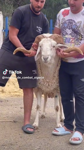 Vidéos de كباش المصارعة في الجزائر 🇩🇿 (@mouton_de_combat_algeria) avec original sound - Abbas