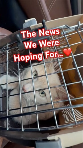 🐈 Sandy's Update: The Best News We Could Have Hoped For ❤️ ⭐