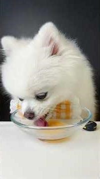 "Adorable Dog with Soup | Cute & Funny Dog Moments"