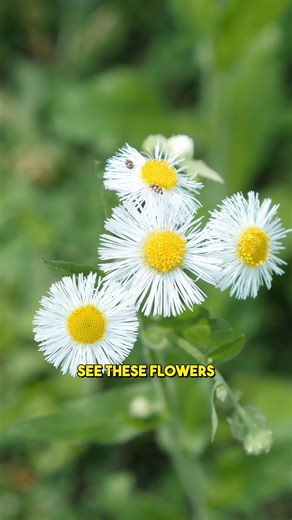The amazing wild fleabane! 🌼 Have you ever made tea with fleabane before? So many people see this plant, but so few know how incredible it is! I hope this video can help to change that. 🙏 #foraging #fleabane | Feral Foraging