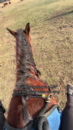 My Horse's Amazing Progress with No Bridle
