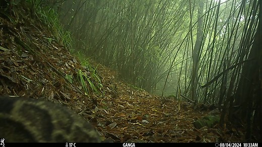 🌳🐆 𝐓𝐨𝐝𝐚𝐲 𝐢𝐬 𝐈𝐧𝐭𝐞𝐫𝐧𝐚𝐭𝐢𝐨𝐧𝐚𝐥 𝐂𝐥𝐨𝐮𝐝𝐞𝐝 𝐋𝐞𝐨𝐩𝐚𝐫𝐝 𝐃𝐚𝐲! 🐆🌳 With their mysterious beauty and ghost-like agility, clouded leopards are some of the most elusive cats in the wild — and some of the most at risk. Native to the forests of Southeast Asia, these tree-climbing marvels are masters of stealth… but even they can’t hide from habitat loss and poaching. Every day, their forests shrink. Their numbers drop. And yet, their story isn’t over — not if we choose to prot