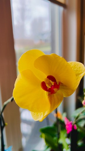 #orchids #orange #phalaenopsis #yellow #Orchid #flowers #flowerpower #fblifestyle #reelsvideo #trendingreels #reelsfypシ #orchidslovers #trending #virals #reels | Joan Hopley