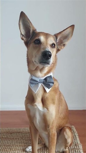 Dog Wedding Outfit ✂️ DIY Tuxedo for Your Pup