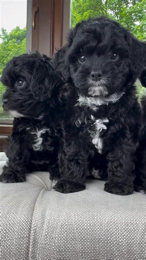 How beautiful is this video..! | Black Cockapoo Lovers
