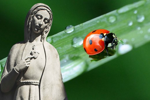 Our Lady's Bird: The Catholic Origins of the Ladybug | uCatholic