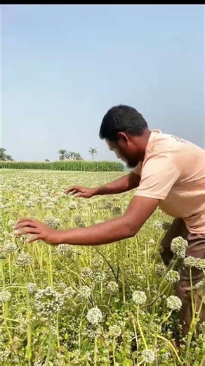 New method of pollination of onion seeds #viralvideo #short #farming