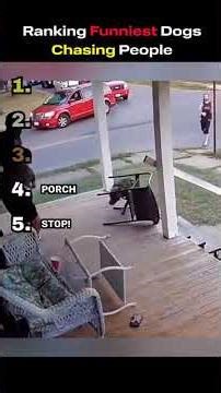 Ranking Funniest Dogs Chasing People #ranking #funny #laugh #dog #shorts