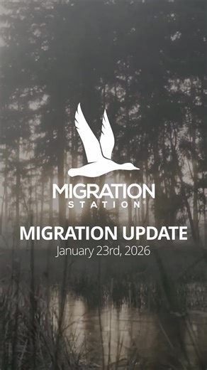 Winter Migration Update for Duck Hunting Opportunities