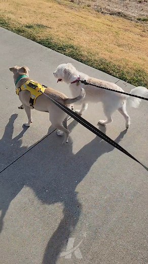 1.8K views | There are tons of benefits to keeping your pet on a leash. Remember to follow the city ordinance and help us keep the public and your pets safe!  | City of Killeen, Texas - Government | Facebook