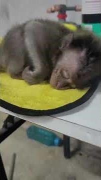 super abuse baby monkey video is here