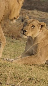 LION LOVE A beautiful lioness from the River Pride courting a dominant male lion along the riverbank in South Luangwa National Park, Zambia. These moments of lion courtship are some of the most fascinating and intimate behaviours to witness in the wild. The gentle nuzzles, low growls, and subtle body language speak volumes about the bonding rituals and communication that define lion mating behaviour. While these displays may seem affectionate, they’re also strategic — part of the complex dynamic