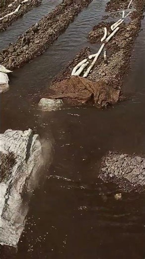 kheduta keti kevi rite kare😍sevdi sopavanu salu