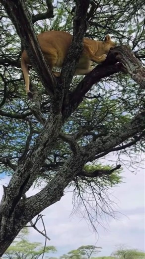Lion climbs down a tree after resting. El león baja del árbol tras descansar.