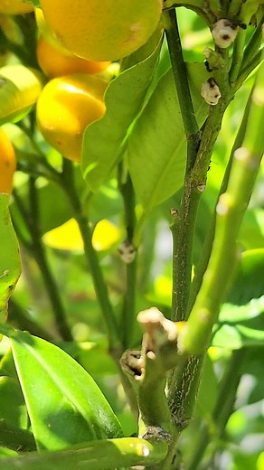 DID YOU KNOW that ants & scale insects have a mutualistic relationship. SCALE INSECTS feed on plant sap & excrete sugary "honeydew" which ants farm for food. Ants protect the scale insects from predators, move them to better spots & sometimes clear away sooty mold. In order to prevent the scale insect infestation is controlling the infestation of ants. Apply ant baits, dusting or sticky barriers to prevent them climbing the plants &harm the plants. #ScaleInsects #bugs #plantita #ants | I love YU