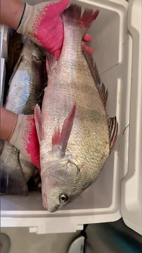 Cast netting a huge drum fish (my personal best cast) #castnetfishing #castnet #redrum #redfish