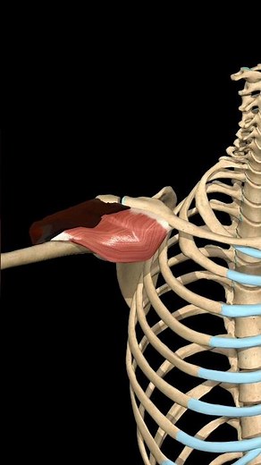 Deltoid Muscle: Humerus Horizontal Adduction | 3D Anatomy