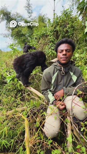 WILD GORILLA ENCOUNTER Tracking, Meeting & Close Ups! #IShowSpeed #IShowSpeedShorts #speedlive