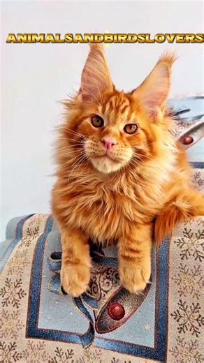 Big Fluffy cat 🐈 😻 #cat #cute #petcat