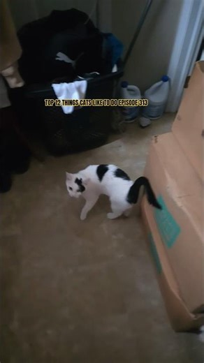 TOP 12 THINGS CATS LIKE TO DO EPISODE 313 #youtubeseries #1trendingvideo #relatable #viral #cute