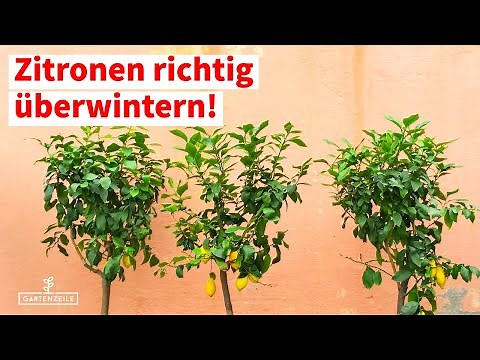 How to overwinter lemon trees properly – cool or warm wintering? Our tips!