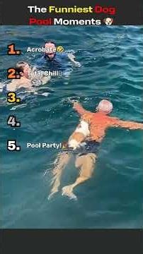 Ranking the Funniest Dog Pool Moments 🐶🏊😂 #shorts