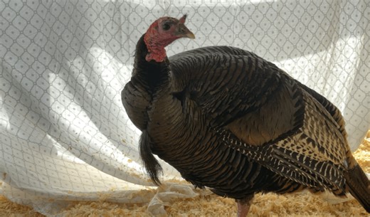 Infamous car-chasing turkey 'Gravy' could be relocated after not learning lesson from collision