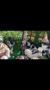 Todos estamos listos para formar parte de tu familia  3 vaquitas...