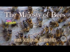 Sounds for Deep Sleep ⨀ The Sound of Honey Bees ⨀ Dark Screen ⨀ 11 Hours