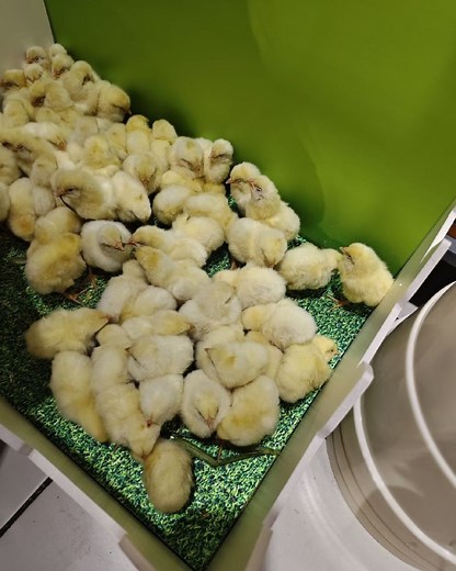 Building Your Poultry Market Network How to Sell Out Fast Without Middlemen #broilerchickens #farmingtips #agriculture #organicfarming #healthychicken #poultry #dayoldchick | Poultry Tips