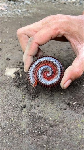 Every corner of the world cried knowing that this millipede is sleeping forever #millipedesong