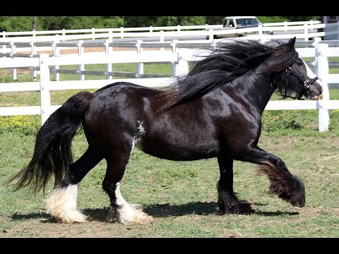 LEXLIN GYPSY FARM - TENNESSEE