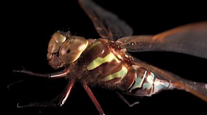 The lance-tipped darner is a large, strong, and brilliantly colored dragonfly that can be found across much of the northern United States and southern Canada. Residents of marshy ponds, lakes, bogs, and streams, darners can often be spotted hunting in swarms above the water or perching on low vegetation and shrubs. Video taken at Wilson Flying Diamond Ranch. #darner #dragonfly #lancetipped #female #insect #animal #wildlife #video #PhotoArk | Joel Sartore, Photographer