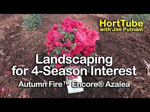 Gardening For Year Round Interest - Autumn Fire™ Encore® Azaleas