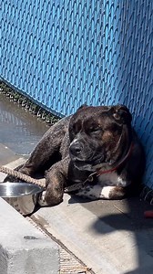 261K views · 8.8K reactions | This morning around 9:00 a.m., a dog...