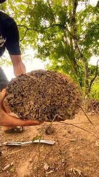 #แบบนี้น้องก็ชอบ #กวักน้อยแจ้น้อย #เพื่อนรักต่างสายพันธุ์